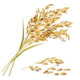 Rice Bran